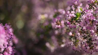 希斯树粉<strong>红色</strong>的花加州美国艾丽卡树栖动物布瑞尔·罗根春天布鲁姆首页园艺美国装饰观赏室内植物自然植物<strong>大气</strong>淡紫色紫色春天开花